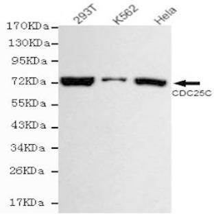 Cdc25C mAb