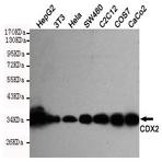 CDX2 mAb