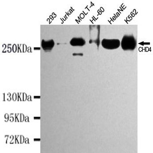 CHD4 mAb