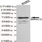 BIRC2 mAb