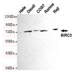 BIRC3 mAb