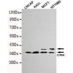 Crk2 mAb