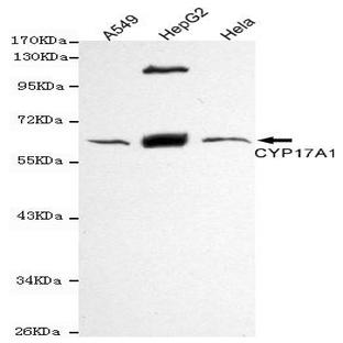 CYP17A1 mAb