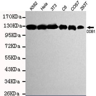 DDB1 mAb