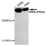 DNA-PKCS mAb