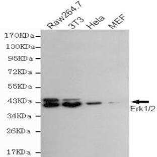 ERK1/2 mAb