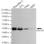 ERK1/2 mAb