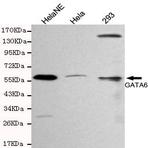 GATA-6 mAb