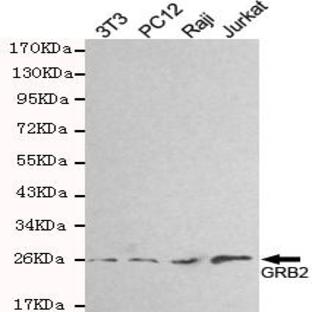 GRB2 mAb