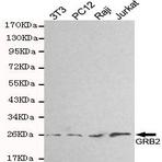 GRB2 mAb