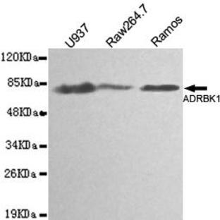 GRK 2 / ADRBK1 mAb