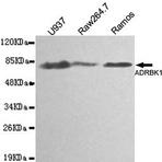 GRK 2 / ADRBK1 mAb