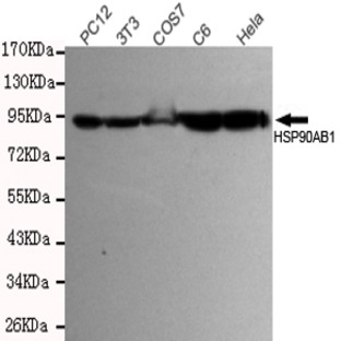 HSP90B mAb