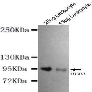 Integrin (beta)3 (N-terminus) mAb