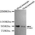 Integrin (beta)3 (N-terminus) mAb