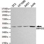 SMYD2 mAb