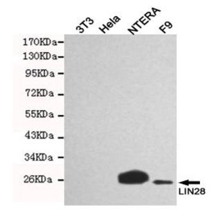 LIN28A mAb