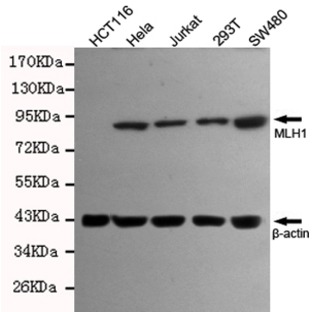 MLH1 mAb