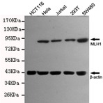 MLH1 mAb