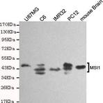 Musashi-1 mAb