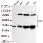NFkB-p105/p50 mAb