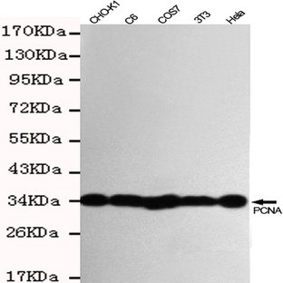 PCNA mAb