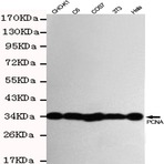 PCNA mAb