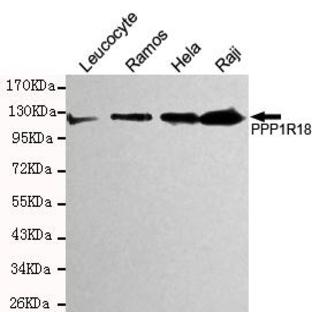 Phostensin mAb