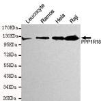 Phostensin mAb