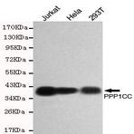 PPP1CC mAb