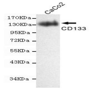 CD133 mAb