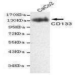 CD133 mAb