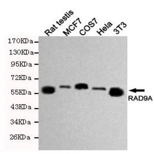 RAD9A mAb