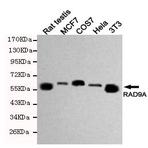 RAD9A mAb