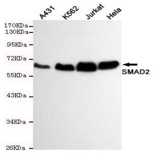 Smad2 mAb