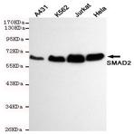 Smad2 mAb