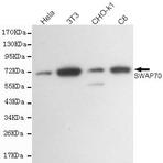 SWAP70 mAb