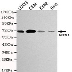 NFE2L1 mAb