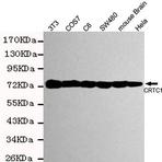 TORC1 mAb (Mouse IgM)