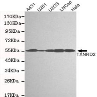 TXNRD2 mAb