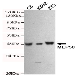 MEP50 mAb