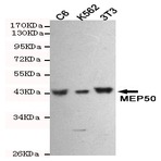 MEP50 mAb