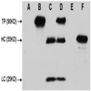 C-Myc-Tag Mouse mAb