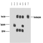 Flag-Tag Mouse mAb