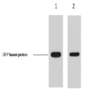 GFP-Tag Mouse mAb