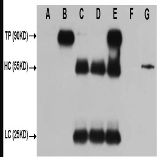 HA-Tag Mouse mAb