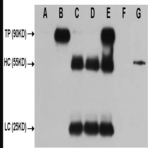 HA-Tag Mouse mAb