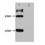 HSV-Tag Mouse mAb