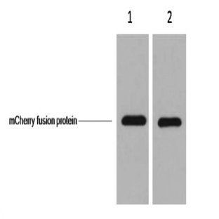 mCherry-Tag Mouse mAb