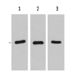 RFP-Tag Mouse mAb